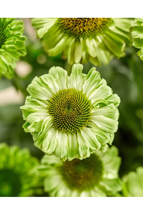 Jeżówka SunSeekers 'Apple Green'| Echinacea