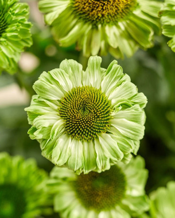 Jeżówka SunSeekers 'Apple Green'| Echinacea