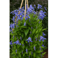 Powojnik całolistny (Clematis integrifolia) – bylina ogrodowa, miododajna, łatwa w uprawie