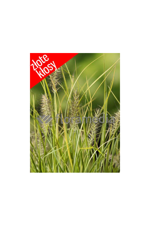 Rozplenica japońska 'Jommenik' | Pennisetum alopecuroides