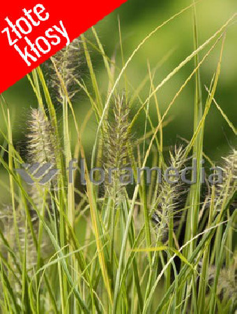 Rozplenica japońska 'Jommenik' | Pennisetum alopecuroides