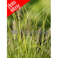 Rozplenica japońska 'Jommenik' | Pennisetum alopecuroides