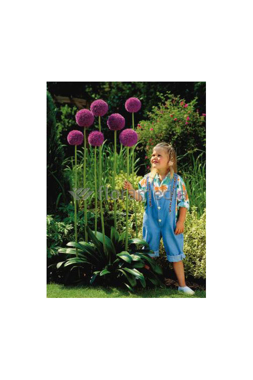 Czosnek olbrzymi Allium giganteum