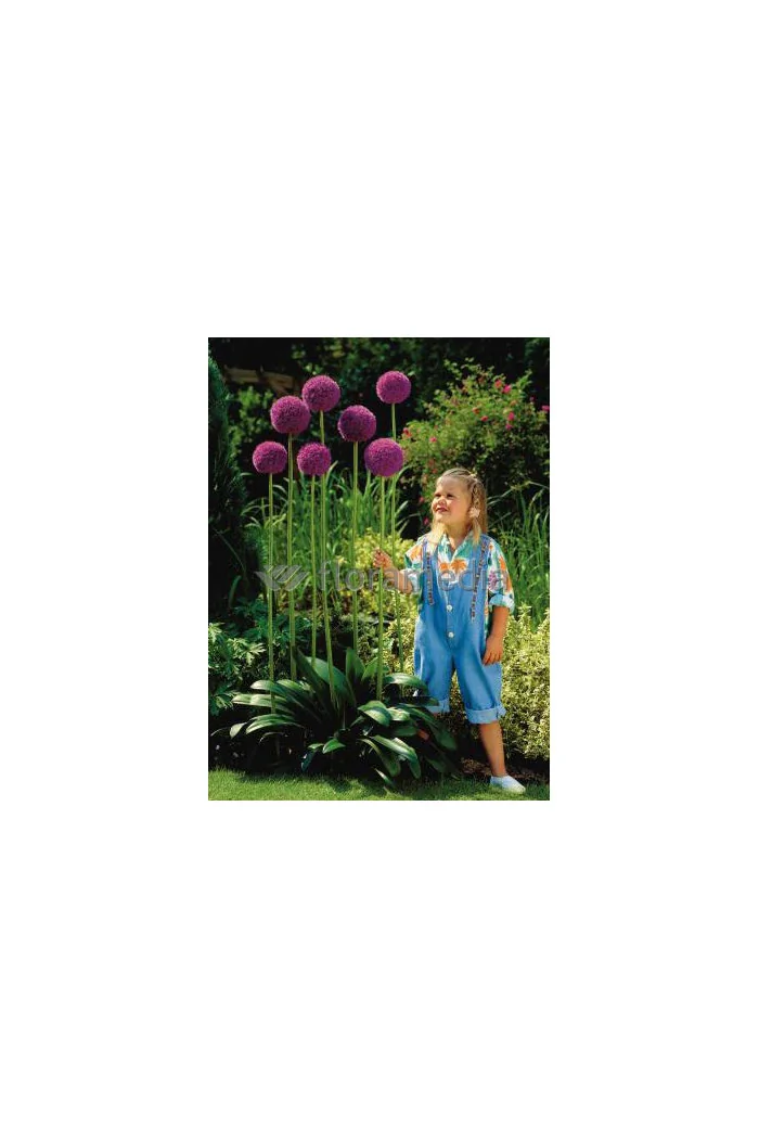 Czosnek olbrzymi Allium giganteum