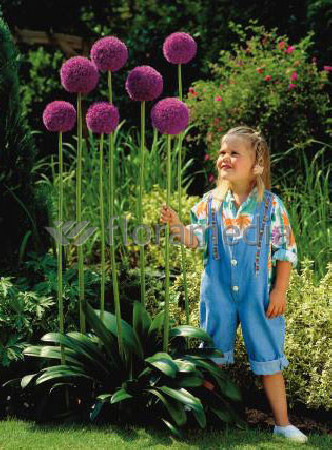 Czosnek olbrzymi Allium giganteum