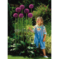 Czosnek olbrzymi Allium giganteum