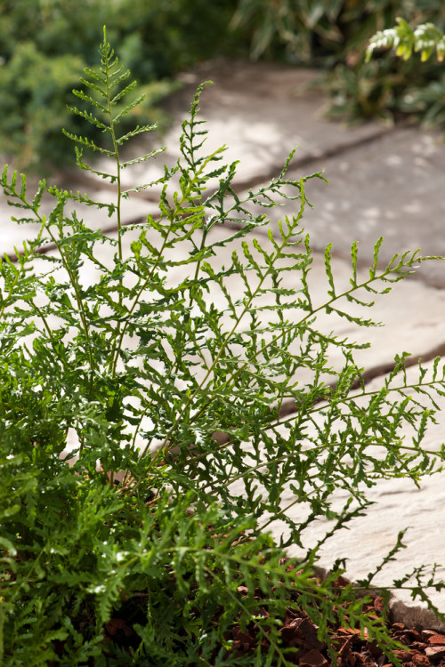 Narecznica mocna 'Linearis Polidactylon' | Dryopteris affinis