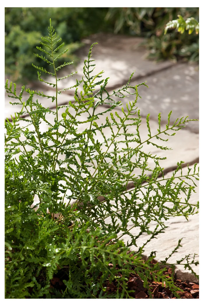 Narecznica mocna 'Linearis Polidactylon' | Dryopteris affinis