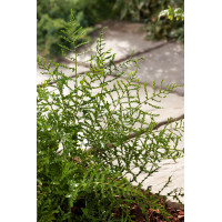 Narecznica mocna 'Linearis Polidactylon' | Dryopteris affinis