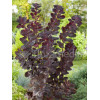 Perukowiec podolski 'Follis Purpureis' Cotinus coggygria