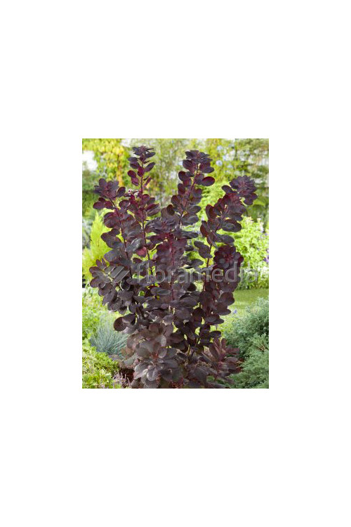 Perukowiec podolski 'Follis Purpureis' Cotinus coggygria