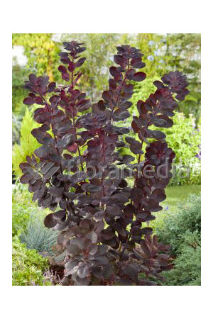 Perukowiec podolski 'Follis Purpureis' Cotinus coggygria