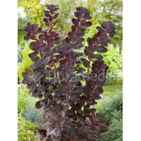 Perukowiec podolski 'Follis Purpureis' Cotinus coggygria