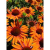 Jeżówka 'Orange Passion' Echinacea