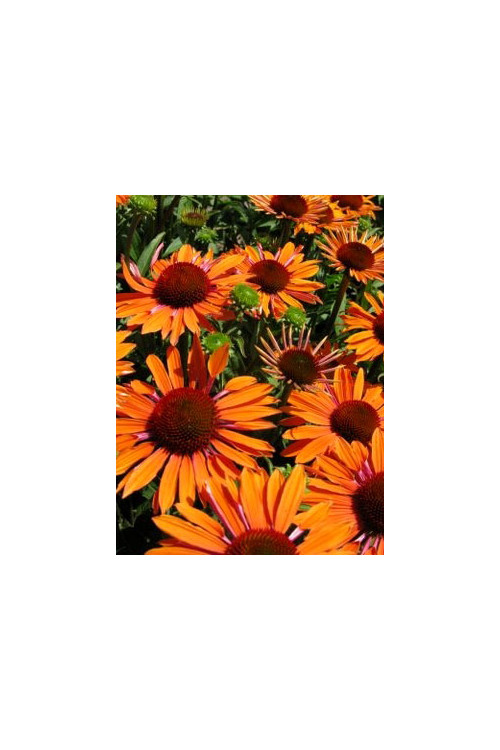 Jeżówka 'Orange Passion' Echinacea