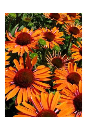 Jeżówka 'Orange Passion' Echinacea