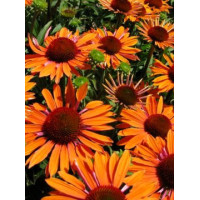 Jeżówka 'Orange Passion' Echinacea