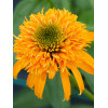 Jeżówka 'Secret Glow' | Echinacea