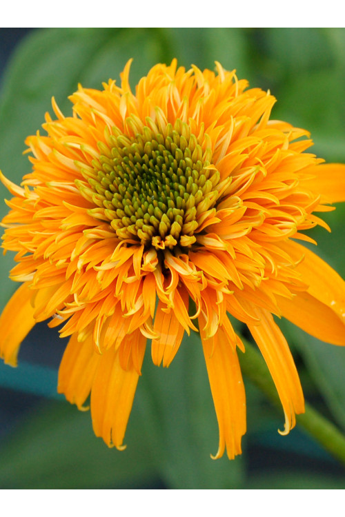 Jeżówka 'Secret Glow' | Echinacea