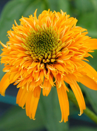 Jeżówka 'Secret Glow' | Echinacea