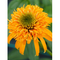 Jeżówka 'Secret Glow' | Echinacea