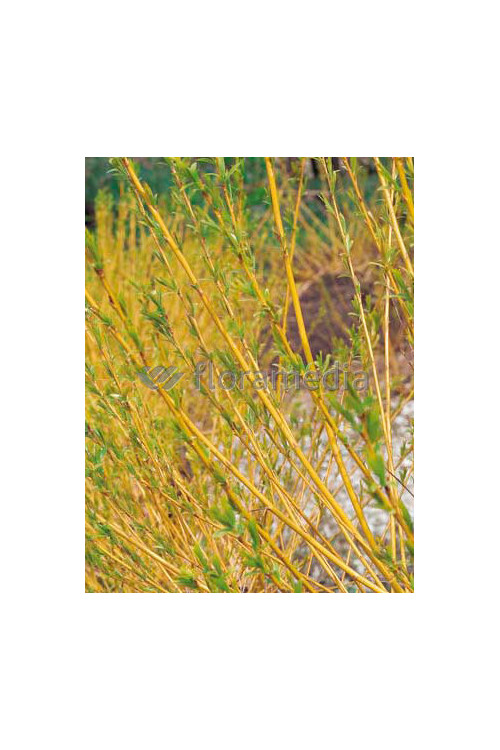 Dereń rozłogowy 'Flaviramea' Cornus stolonifera