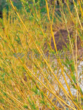 Dereń rozłogowy 'Flaviramea' Cornus stolonifera