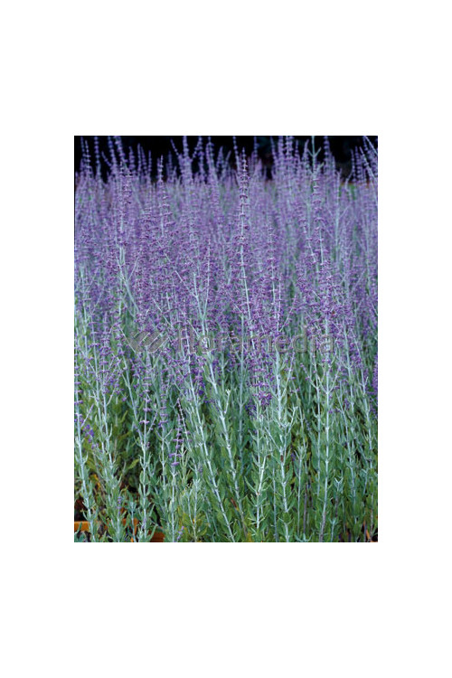 Perowskia łobodolistna 'Lacey Blue' | Perovskia atriplicifolia