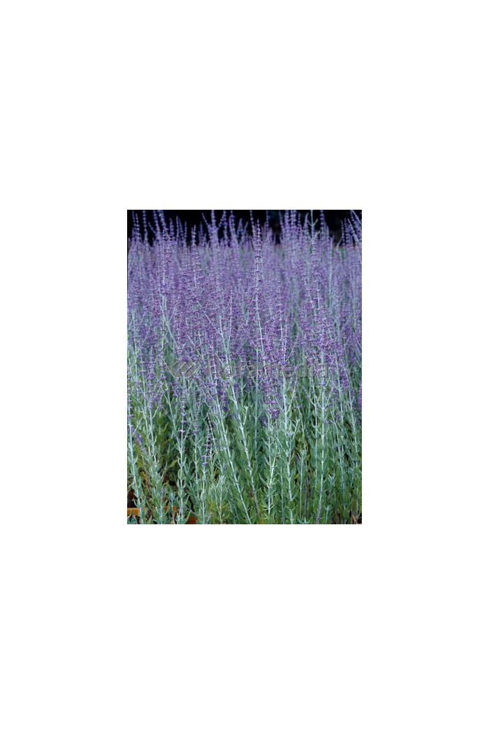 Perowskia łobodolistna 'Lacey Blue' | Perovskia atriplicifolia