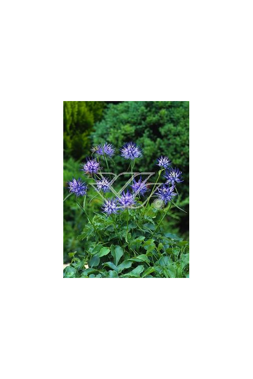 Zerwa Scheuchzera Phyteuma scheuchzeri