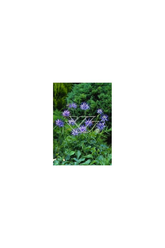 Zerwa Scheuchzera Phyteuma scheuchzeri