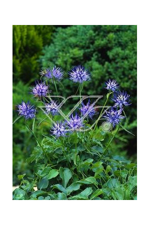 Zerwa Scheuchzera Phyteuma scheuchzeri