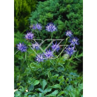 Zerwa Scheuchzera Phyteuma scheuchzeri