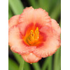 Liliowiec 'Cosmopolitan' | Hemerocallis