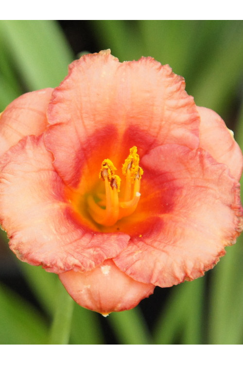 Liliowiec 'Cosmopolitan' | Hemerocallis