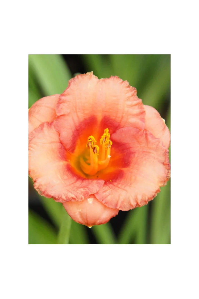 Liliowiec 'Cosmopolitan' | Hemerocallis