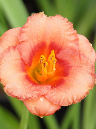Liliowiec 'Cosmopolitan' | Hemerocallis