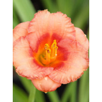 Liliowiec 'Cosmopolitan' | Hemerocallis