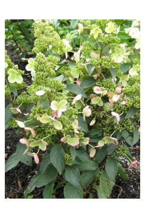 hortensja, hortensja bukietowa, hortensja Magical Himalaya, hydrangea, hydrangea paniculata