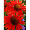 Jeżówka 'Hot Lava' Echinacea