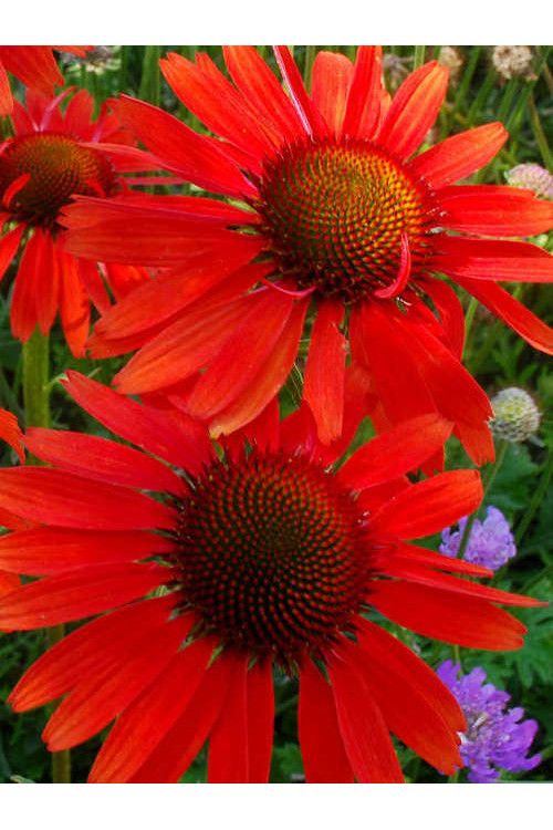 Jeżówka 'Hot Lava' Echinacea