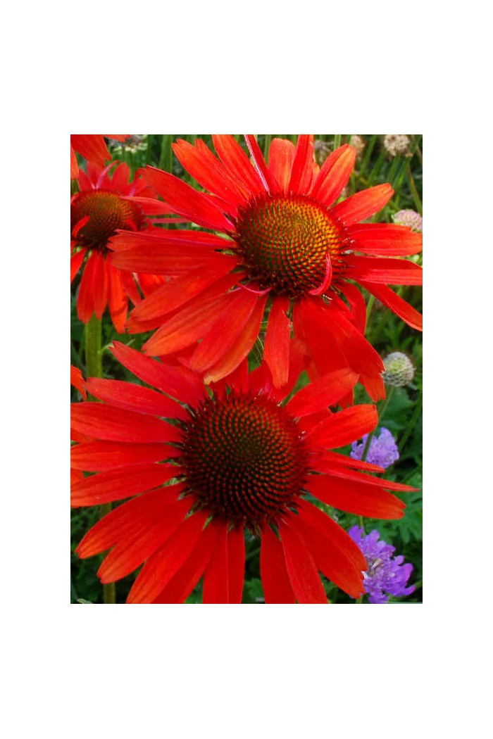 Jeżówka 'Hot Lava' Echinacea