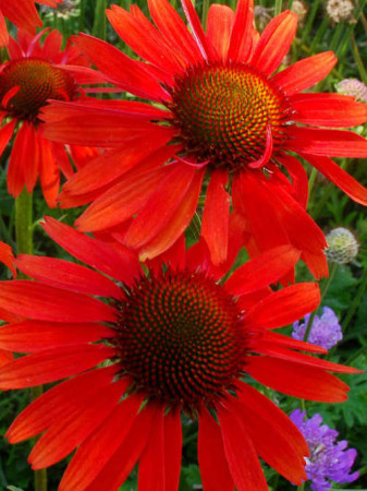 Jeżówka 'Hot Lava' Echinacea