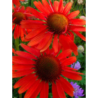 Jeżówka 'Hot Lava' Echinacea