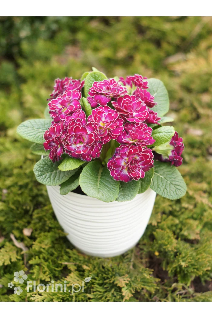 Pierwiosnek 'Belarina® Candy Frost' | Primula