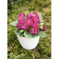 Pierwiosnek 'Belarina® Candy Frost' | Primula