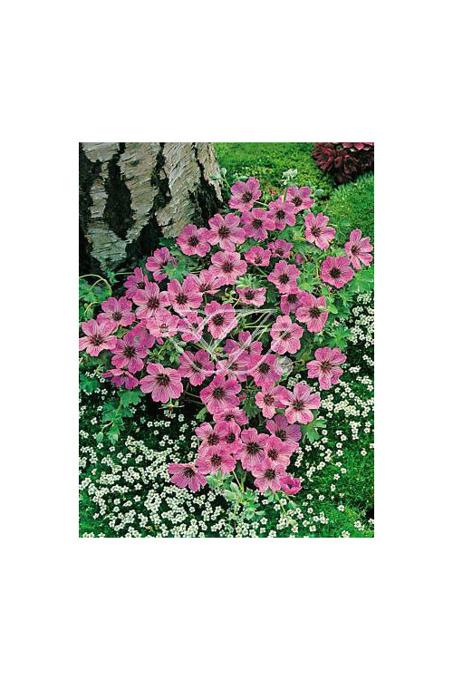 Bodziszek popielaty 'Ballerina' | Geranium cinereum