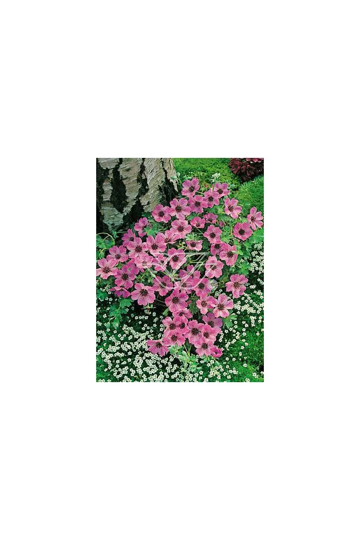 Bodziszek popielaty 'Ballerina' | Geranium cinereum