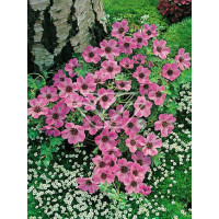 Bodziszek popielaty 'Ballerina' | Geranium cinereum