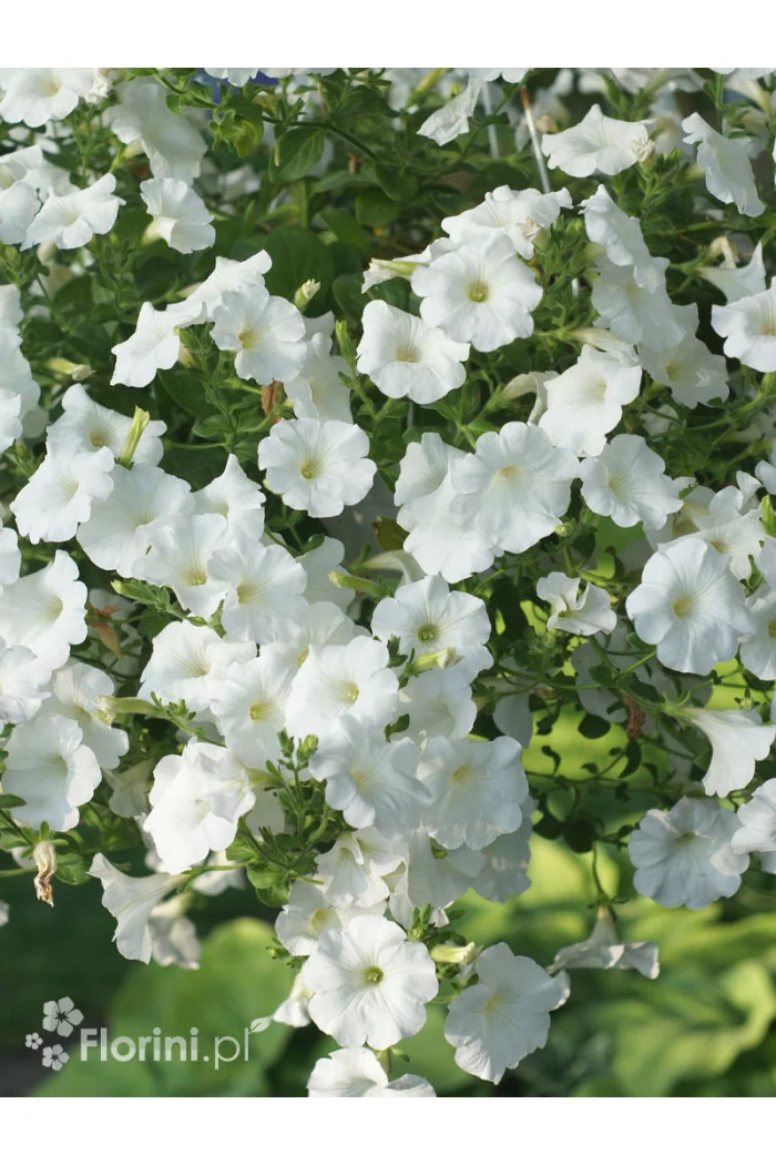 Supertunia Vista 'Snowdrift'